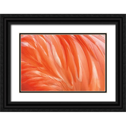 Danza de la Pluma Black Ornate Wood Framed Art Print with Double Matting by Ortega, Xavier