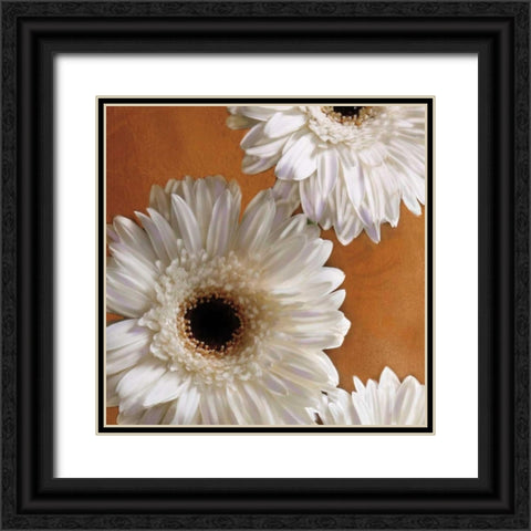 Gerber Delight I Black Ornate Wood Framed Art Print with Double Matting by Pahl, Janel