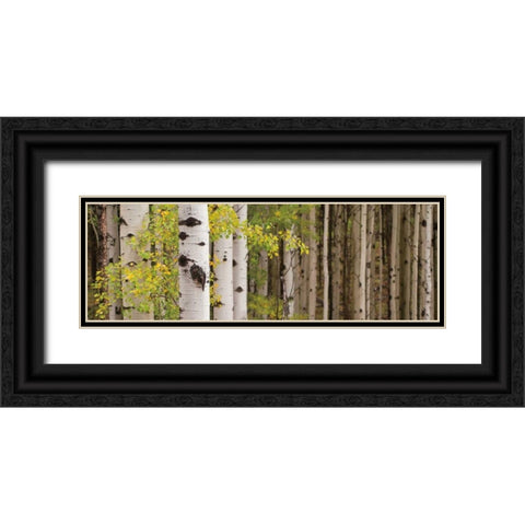 White Forest Standing Black Ornate Wood Framed Art Print with Double Matting by Ross, Heather