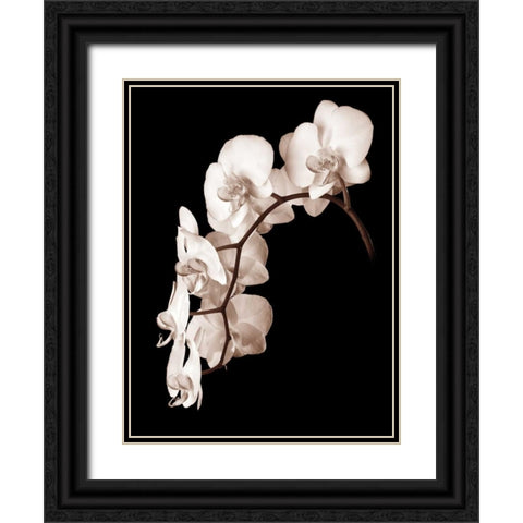 Orchid Dance II Black Ornate Wood Framed Art Print with Double Matting by Rehner, John