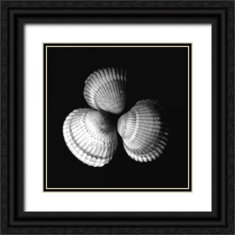 Shell Collection I Black Ornate Wood Framed Art Print with Double Matting by Szilagyi, Ily