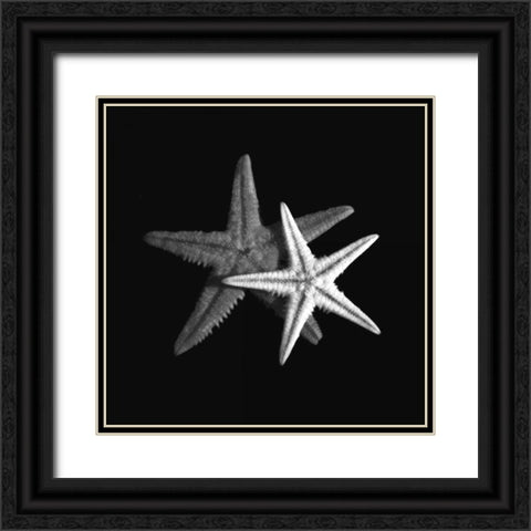 Shell Collection II Black Ornate Wood Framed Art Print with Double Matting by Szilagyi, Ily