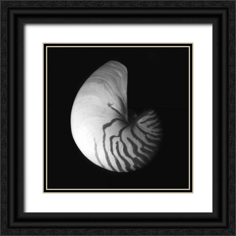 Shell Collection III Black Ornate Wood Framed Art Print with Double Matting by Szilagyi, Ily