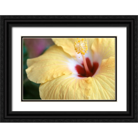 Hibiscus Black Ornate Wood Framed Art Print with Double Matting by Connolly, Karin