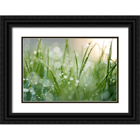 After The Rain  Black Ornate Wood Framed Art Print with Double Matting by Daultich, Nick