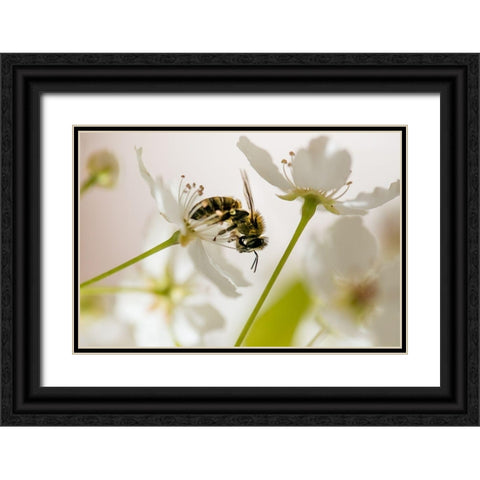 Sweet Melody II   Black Ornate Wood Framed Art Print with Double Matting by Weddle, Ryan Hartson