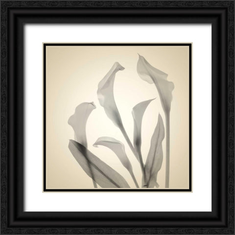 Daisy Duo Black Ornate Wood Framed Art Print with Double Matting by Stalus, Judy