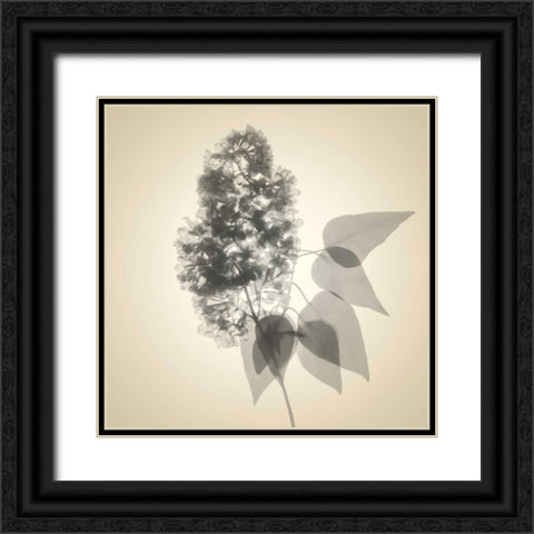 Daisy Bouquet Black Ornate Wood Framed Art Print with Double Matting by Stalus, Judy