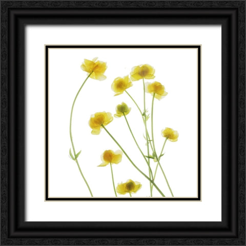 Buttercup Black Ornate Wood Framed Art Print with Double Matting by Stalus, Judy