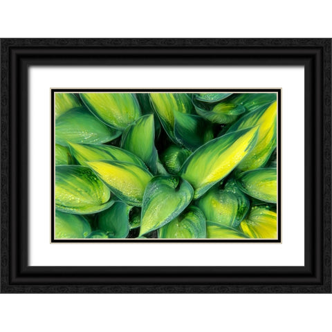 Varigated Plantain Lily  Black Ornate Wood Framed Art Print with Double Matting by Kearney, Franklin J.