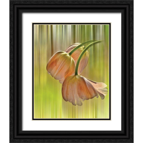 Tulip Free Fall Black Ornate Wood Framed Art Print with Double Matting by Von Knobloch, Karen