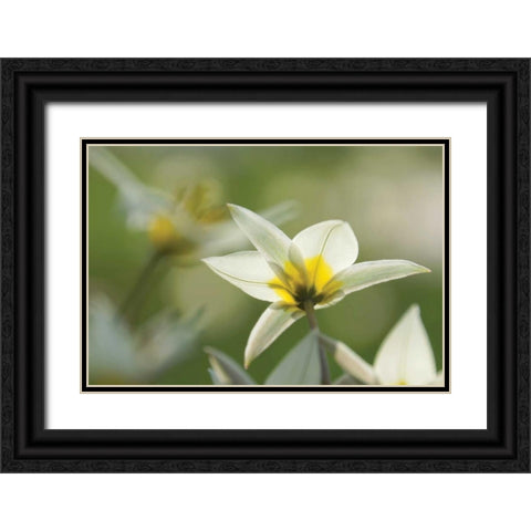 Dreaming Turkinstan Tulips Black Ornate Wood Framed Art Print with Double Matting by Robertson, Leda