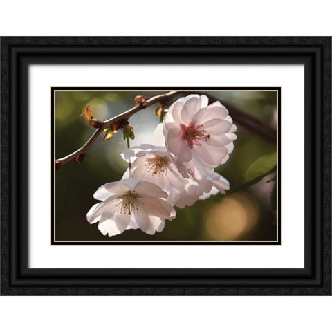 Cherry Blossom Illumination Black Ornate Wood Framed Art Print with Double Matting by Robertson, Leda
