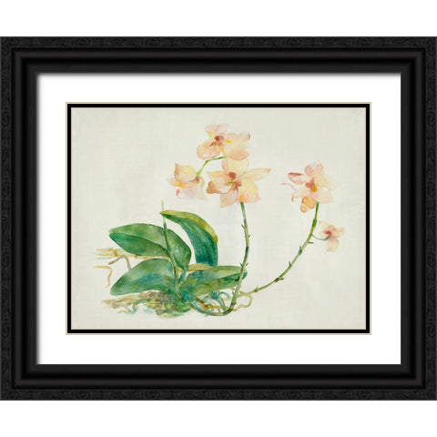 Pink Orchid Black Ornate Wood Framed Art Print with Double Matting by Woods, Maya