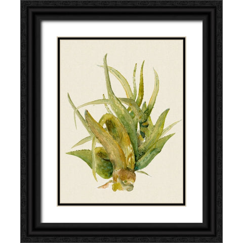 Aloe Vera I Black Ornate Wood Framed Art Print with Double Matting by Woods, Maya