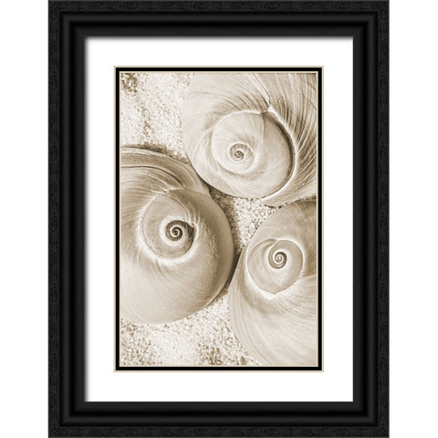 seashell II Black Ornate Wood Framed Art Print with Double Matting by Stelfox, Norm