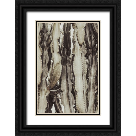 Studio III - Cactus 001  Black Ornate Wood Framed Art Print with Double Matting by Studio III