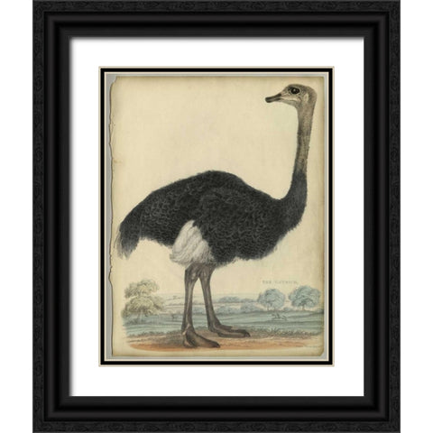 The Ostrich  Black Ornate Wood Framed Art Print with Double Matting by PI Collection