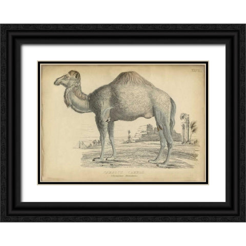 Camel Bactarnian  Black Ornate Wood Framed Art Print with Double Matting by PI Collection