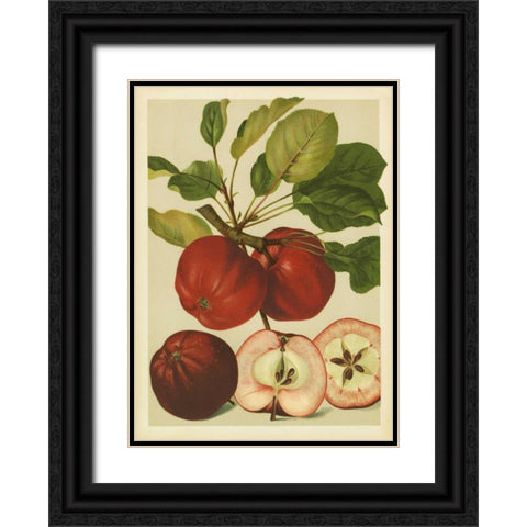 Red Veli Apples II Black Ornate Wood Framed Art Print with Double Matting by PI Collection