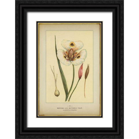 Mariposalily Black Ornate Wood Framed Art Print with Double Matting by PI Collection