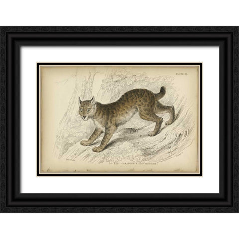 Felis Canadenis Lynx  Black Ornate Wood Framed Art Print with Double Matting by PI Collection
