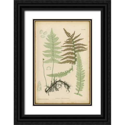 Lastrea Thelypteris Black Ornate Wood Framed Art Print with Double Matting by PI Collection