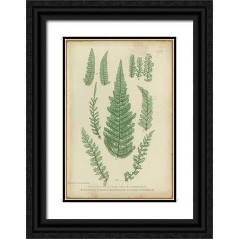 Polystichum Black Ornate Wood Framed Art Print with Double Matting by PI Collection