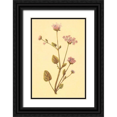 Abronia Turbinata Black Ornate Wood Framed Art Print with Double Matting by PI Collection