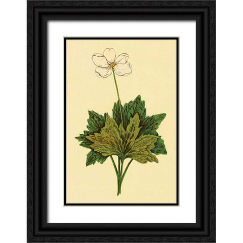 Anemone Black Ornate Wood Framed Art Print with Double Matting by PI Collection
