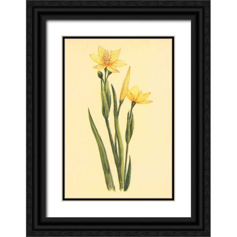 Arizona Sisrinchium  Black Ornate Wood Framed Art Print with Double Matting by PI Collection