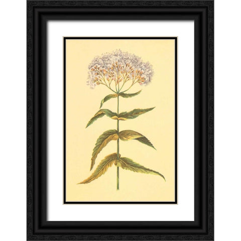 Boneset and Ague Weed Black Ornate Wood Framed Art Print with Double Matting by PI Collection