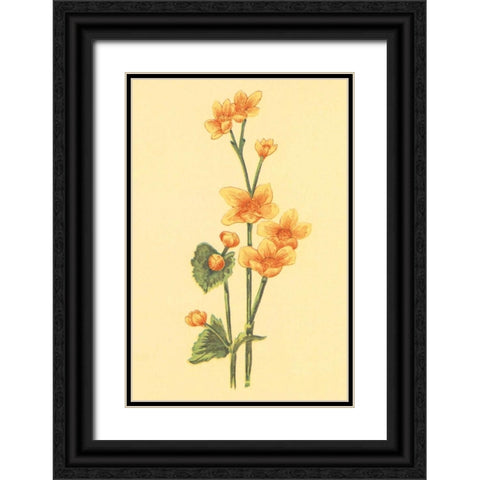 Calthra Palustris  Black Ornate Wood Framed Art Print with Double Matting by PI Collection