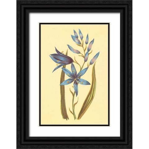 Camass and Wild Hyacinth Black Ornate Wood Framed Art Print with Double Matting by PI Collection