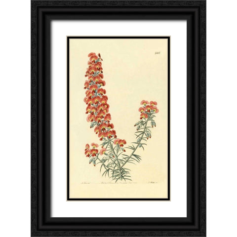 Chorizema Henchmanni Black Ornate Wood Framed Art Print with Double Matting by PI Collection