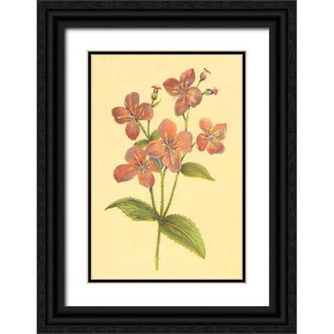 Deer Grass and Meadow Beauty Black Ornate Wood Framed Art Print with Double Matting by PI Collection