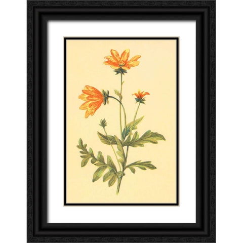 Engelmannia Black Ornate Wood Framed Art Print with Double Matting by PI Collection