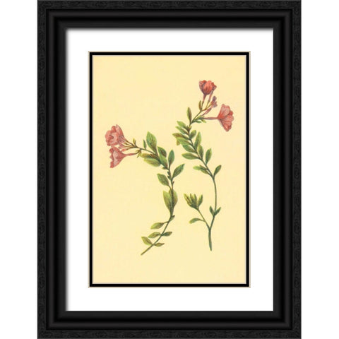 Epilobium Rigidum Black Ornate Wood Framed Art Print with Double Matting by PI Collection