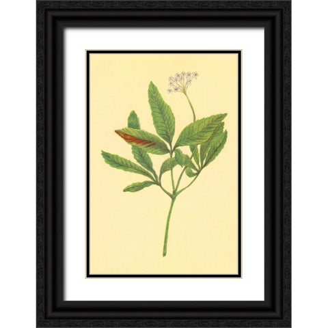 Five Leaved Ginseng Black Ornate Wood Framed Art Print with Double Matting by PI Collection