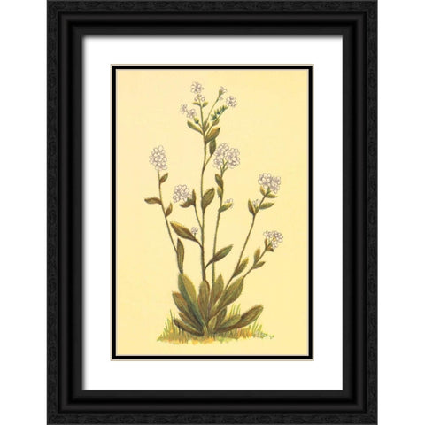 Kings Eritrichium Black Ornate Wood Framed Art Print with Double Matting by PI Collection