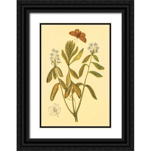 Labrador Tea Black Ornate Wood Framed Art Print with Double Matting by PI Collection