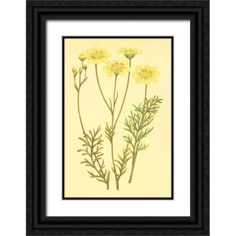 Newberry Leucampyx Black Ornate Wood Framed Art Print with Double Matting by PI Collection