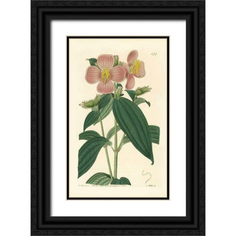 Osbekia Stellata Black Ornate Wood Framed Art Print with Double Matting by PI Collection