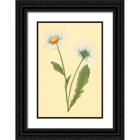 Ox Eye Daisy with Whiteweed Black Ornate Wood Framed Art Print with Double Matting by PI Collection