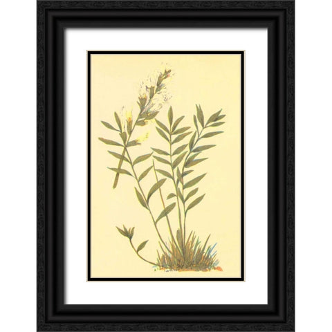 Oxytropis Lamberti Black Ornate Wood Framed Art Print with Double Matting by PI Collection