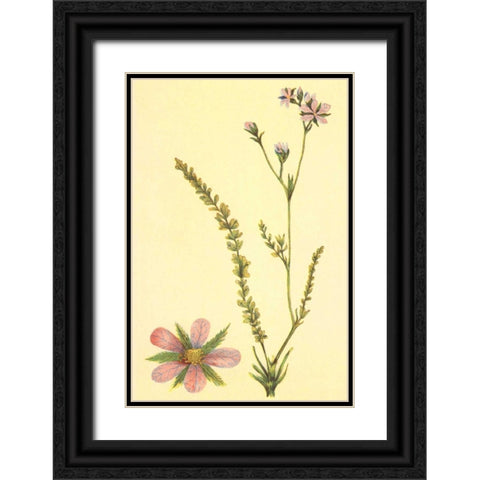 Purplish Horkelia Black Ornate Wood Framed Art Print with Double Matting by PI Collection