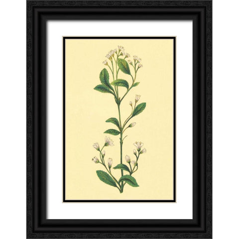 Service Berry and Shad Bush Black Ornate Wood Framed Art Print with Double Matting by PI Collection