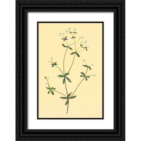 Sweet Scented Bedstraw Black Ornate Wood Framed Art Print with Double Matting by PI Collection