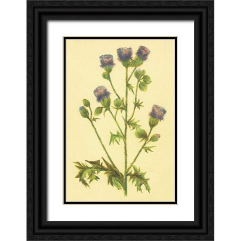 Thistle Black Ornate Wood Framed Art Print with Double Matting by PI Collection