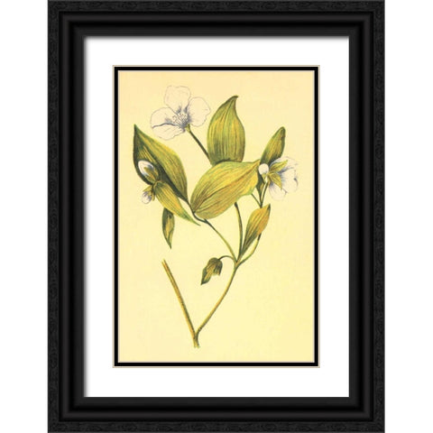 Wild Mock  Black Ornate Wood Framed Art Print with Double Matting by PI Collection